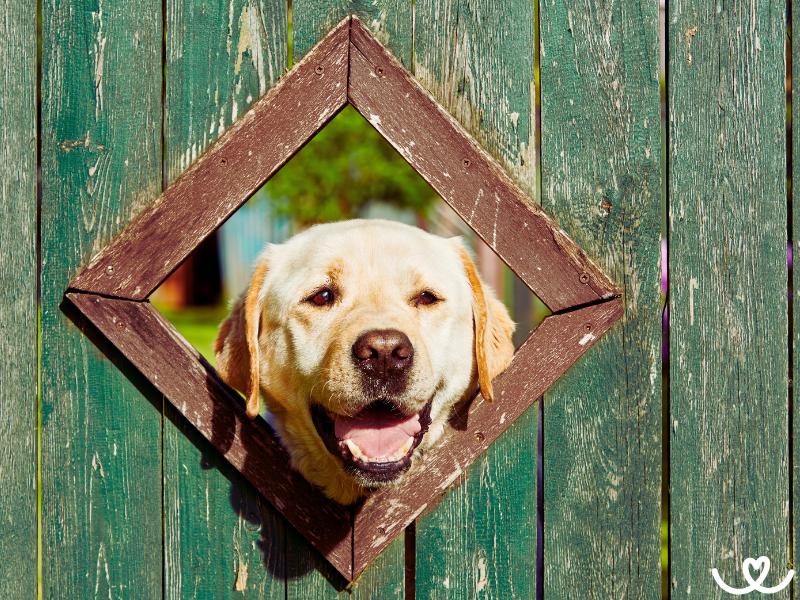 Jak-chovat-psa-venku (16)